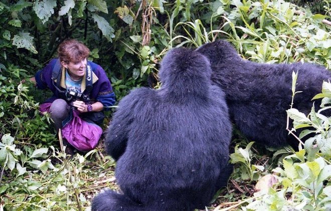 Gorilla Trekking with Abex Safaris and Tours: An Unforgettable Adventure