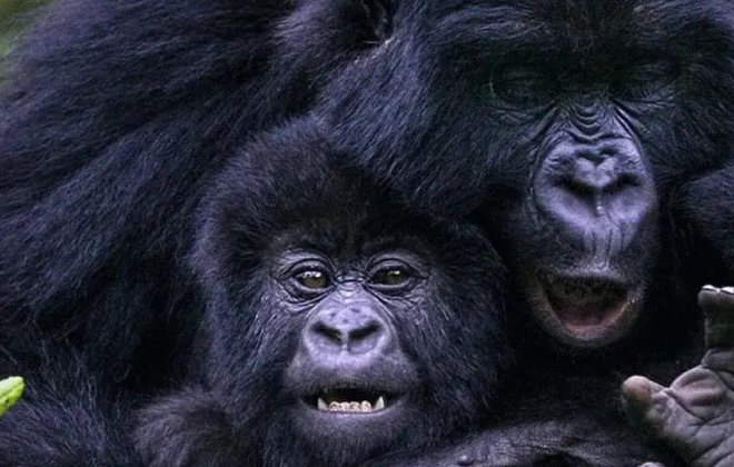 What you did not know about Mountain Gorillas and You Need to See Uganda