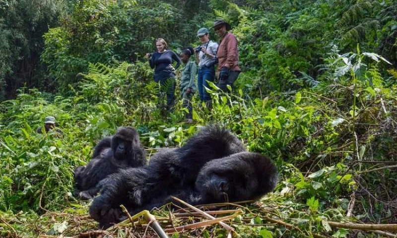 13-day Uganda and Rwanda Gorilla safari (Top Rated Experts)