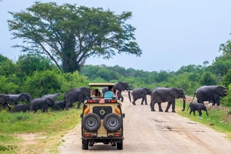 5 days Murchison falls and Queen Elizabeth National park Uganda safari adventure