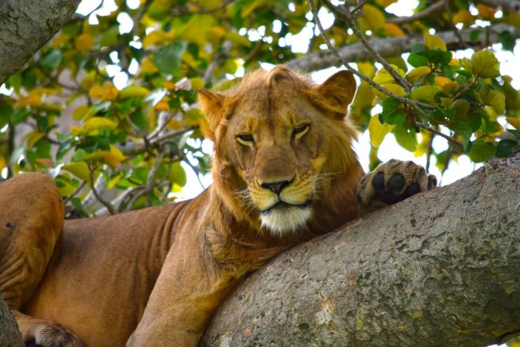 4-Days Tree Climbing Lions At Queen Elizabeth National Park