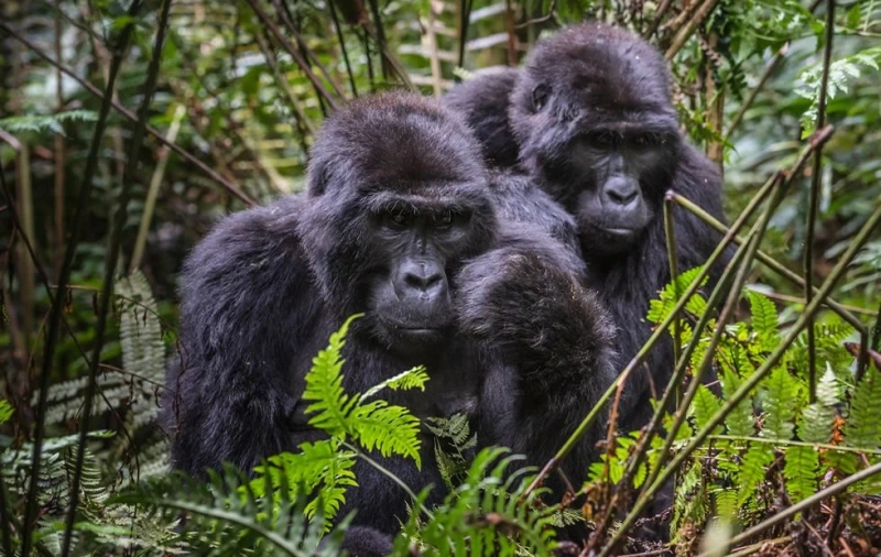 3-day gorilla safari in Bwindi Impenetrable National Park with Abex Safaris and Tours