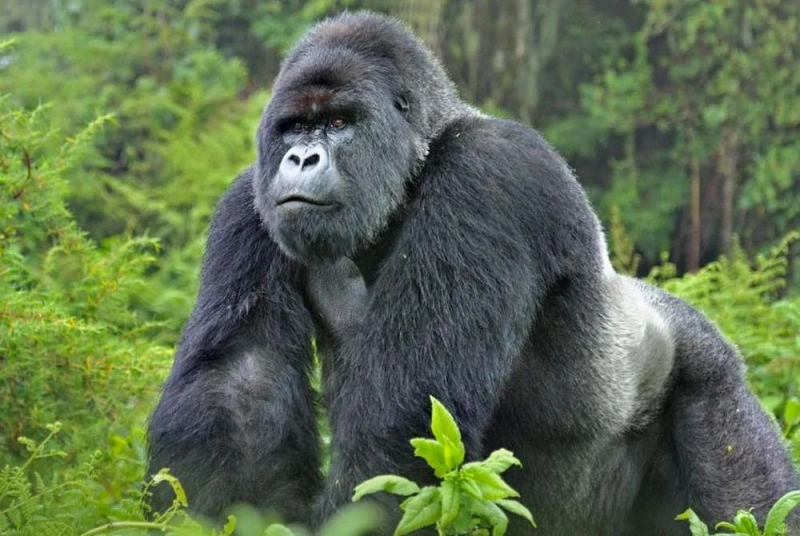 3-day gorilla safari in Rwanda with Abex Safaris and Tours