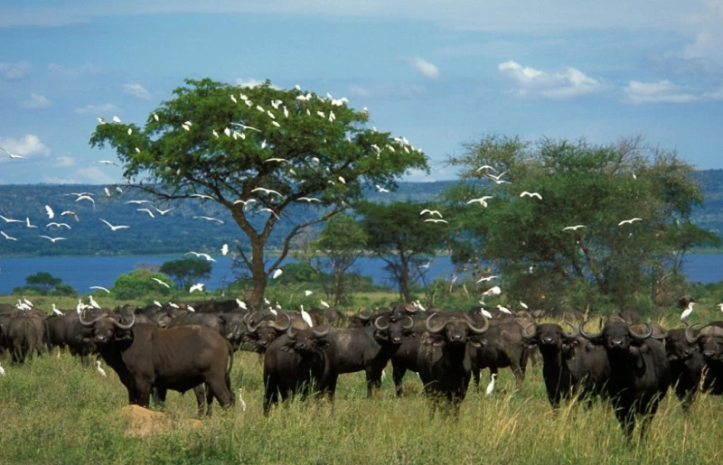 3-day Murchison Falls National Park tour